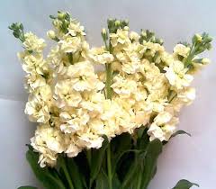 Yellow pages » ky » bowling green. Cream Stocks Spring Wedding Flowers Stock Flower Cream Flowers
