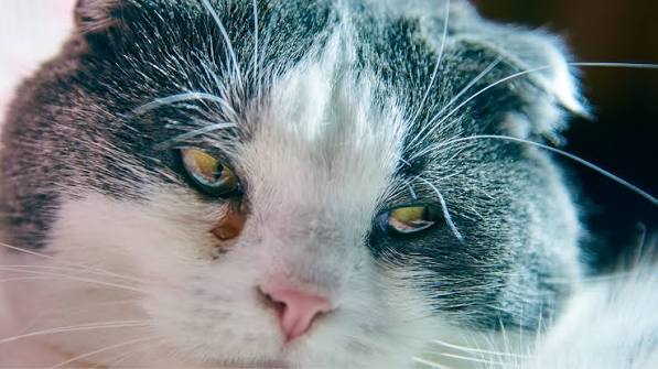 Why Are My Cat's Eyes Watering?