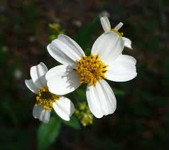 Image result for Bidens pilosa