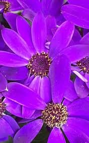 Image result for Pericallis