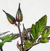 Herb robert herbal tea treatments usually take at least 3 months. Geranium Robertianum Wikipedia