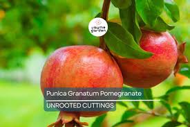 Image result for Punica granatum