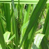 Image result for Scleria lacustris