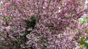 We did not find results for: Rhododendron Flowering Shrubs Trees Bushes Stock Footage Video 100 Royalty Free 1041760543 Shutterstock