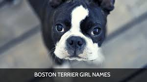 Finest boston terrier puppies for sale in westchester new york from reputable breeders. Ultimate List Of The Top 700 Boston Terrier Dog Names Funny Unique And Cute Puppy Name Ideas