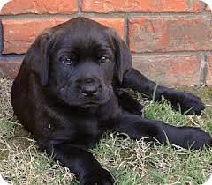 These puppies will make great family dogs as well as performers in the field. Westport Ct Labrador Retriever Meet Lilly Pending A Pet For Adoption