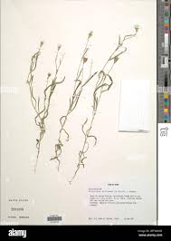 Image result for Hirpicium