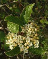 Viburnum Lantana Wayfaring Tree Wayfaring Tree Viburnum Pfaf Plant Database Plants Lantana Viburnum