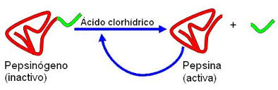 Pepsina: