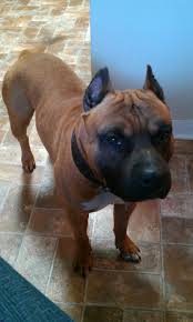 Black White And Brown Pitbull Pin On Lost Pets In Texas