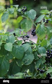 Image result for Solanum scabrum