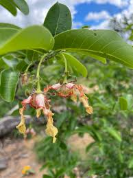 Image result for Monodora grandidieri