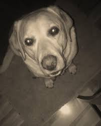 we lost a good pupper dog today :( take care of him up there dad 💕😭 ~Buddy  Dean Frank 12/8/08-12/16/20~