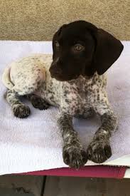 Black And White German Shorthaired Pointer Puppy Pin By Rick Gonzales On Dogs German Shorthaired Pointer Dog Pointer Puppies Gsp Puppies