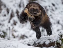 Pin By Daniel Robert On Go Blue Wolverine Animal Wild Animals Photography Animals Wild