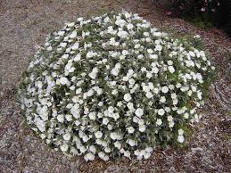 Image result for Convolvulus