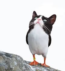 23 Mashup Animals To Trigger Your Imagination Animal Mashups Animals Animal Memes