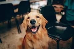 Why Do Golden Retrievers Smile? Unraveling the Joyful Grin