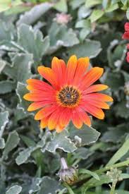 Image result for Arctotis