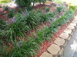 Liriope 23 Roots For 21 99 Etsy Plants Liriope Muscari Garden Shrubs