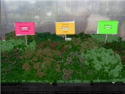 Buy air plants｜tillandsia holders, displays, event favors, terrariums, & globes at great prices. Areas Of Interest Imposed On A Sample Display Used To Compare Download Scientific Diagram