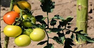 Wild Tomato Plants Carry Natural Bug Repellent Study Mysuru Today