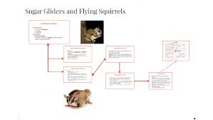 Sugar Gliders And Flying Squirrels By Humza Siddiqui On Prezi Next