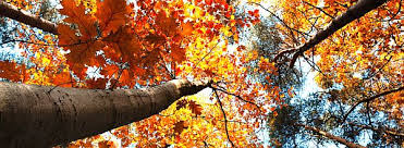 Apr 29, 2020 by editor in chief. I Love Photosets Welcome Autumn Fall Facebook Cover Fall Cover Photos Fall Facebook Cover Photos