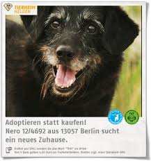 Wir sammeln bis zu 123 anzeigen von hunderten kleinanzeigen portalen für dich! Hundeopa Nero Sucht Im Tierheim Berlin Eine Endbleibe Http Www Tierheimhelden De Hund Tierheim Berlin Schnauzer Mix Tierheim Tiere Suchen Ein Zuhause Tiere