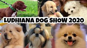 True teacup dont over pay or get scamm with a big dog.price 1100.00 i promise she is worth it. Ludhiana Dog Show 2020 Dog Price In India Punjab Kennel Club Mtgvlogs 51 Youtube