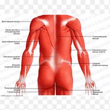 Pain in a man's body pain in a man's body on a gray background. Posterior Triangle Of The Neck Muscle Head And Neck Anatomy Human Body Gracilis Muscle Hand Head Png Pngegg
