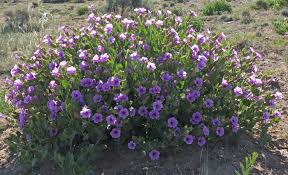 Image result for Mirabilis