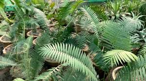 Image result for Encephalartos senticosus