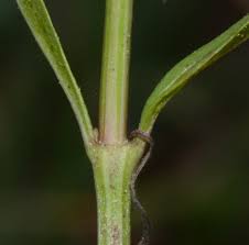 Image result for Justicia anselliana