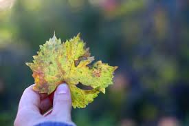 Image result for Pseudopeziza tracheiphila