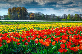 Faites appel à l'entreprise de paysagiste le bas paysage (sarl) située à croisilles (28210). Beau Paysage Printanier Avec Champ De Tulipe Colore Dans Les Stock Photo Crushpixel