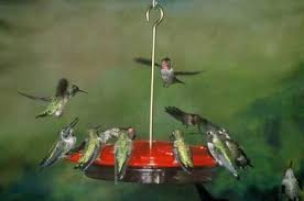 The hummingbird nectar sits in an enclosed basin, with several feeding ports on the top. Best Hummingbird Feeders For 2019 Etched Glass Decorative Plastic Acrylic Gift Set