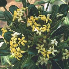 Attractive bicolor shrub to 8 x 8 feet. Japanese Mock Orange Pittosporum Tobira My Garden Life