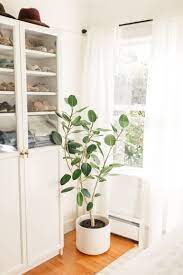 Check spelling or type a new query. Ficus Audrey Plant Care How To Grow Maintain Ficus Benghalensis Apartment Therapy