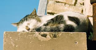 Cement Is A Porous Surface If A Cat Pees Or Marks On Concrete The Urine Smell Is Stubborn And Long Lasting Before Tryin Cat Urine Smells Cat Urine Cat Spray