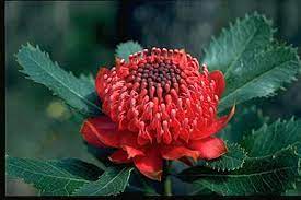 5, 6, 7, 8, 9 points). Nsw Floral Emblems Australian Plant Information