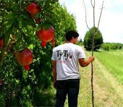 The newest addition to our pacific northwest edible landscape, angel red pomegranate. Buy Scaly Bark Tree Form Pomegranate Tree Scaly Bark Tree Form Pomegranate Trees Scaly Bark Tree Form Pomegranate Tree Sale