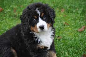 We did not find results for: The 7 Best Bernedoodle Breeders In Indiana In 2021