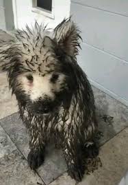 Mud Day For Dogs Funny Dogs Video Funny Pets Compilation Funny Animals Video Cute Dog 2020 Cok Sirin Hayvanlar Sevimli Kopekler Komik Hayvan Videolari