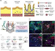 Check spelling or type a new query. Materials And Microenvironments For Engineering The Intestinal Epithelium Springerlink