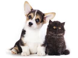 We did not find results for: Noms Pour Chiots Chiens Ou Chats En R Pour L Annee 2020