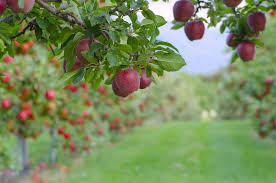 Varieties Of Apple Trees