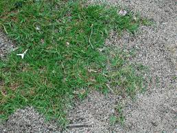 Rumput bermuda (indonesia), rumput minyak, rumput grinting (indonesia), sukit grinting (java). Cynodon Wikipedia