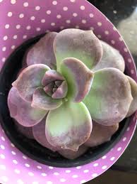 » search the echeverias database: Couldn T Resist This Guy Help With An Id Thinking Maybe Graptoveria Purple Delight Succulents