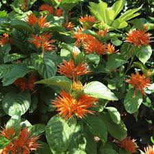 Image result for Justicia striata